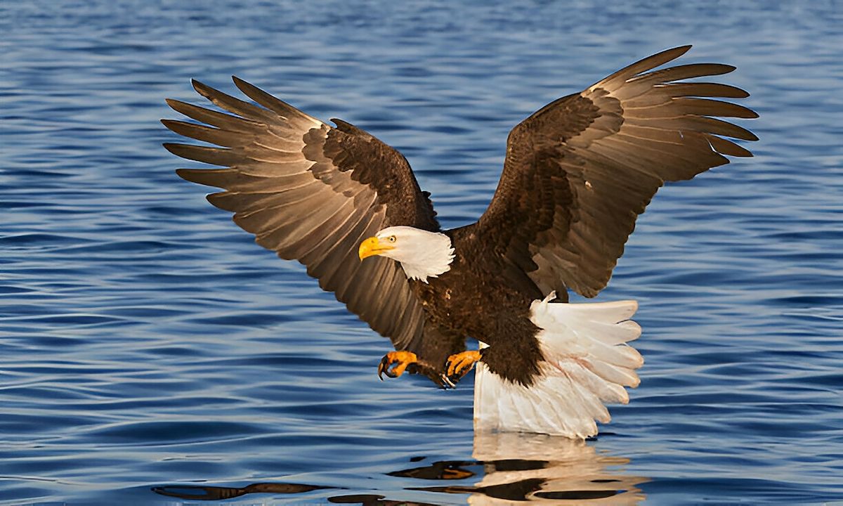 Seeadler über dem Wasser