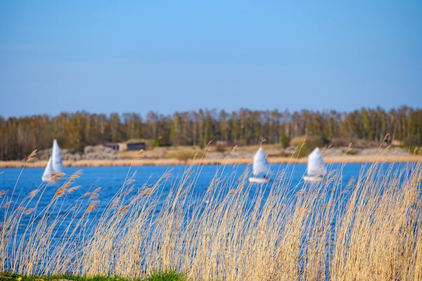 Blick durch Schilf auf den Saaler Bodden von Ribnitz-Damgarten bei strahlend blauem Himmer