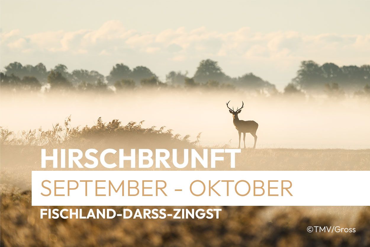Hirsch im Nebel auf Fischland-Darss-Zingst zur Hirschbrunft