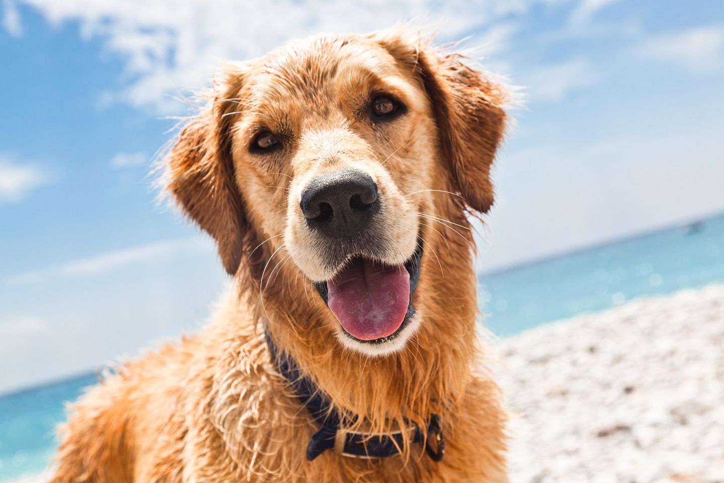 Grossaufnahme von einem Golden Retriver am Strand von Amrum
