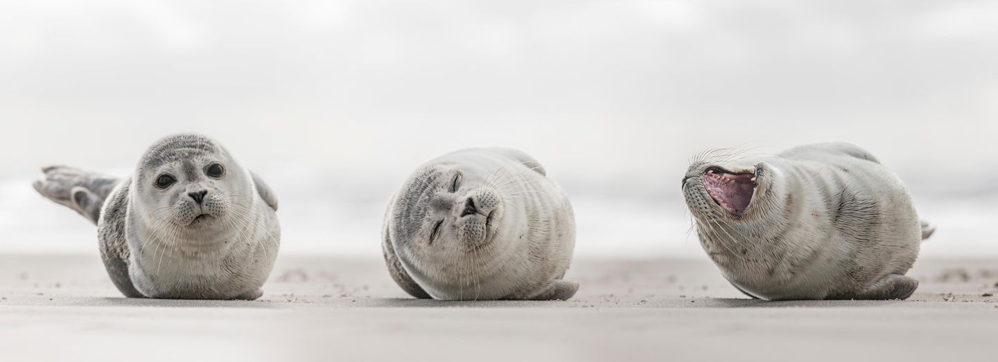 Seehunde auf dem Jungnamen Sand vor der Insel Amrum