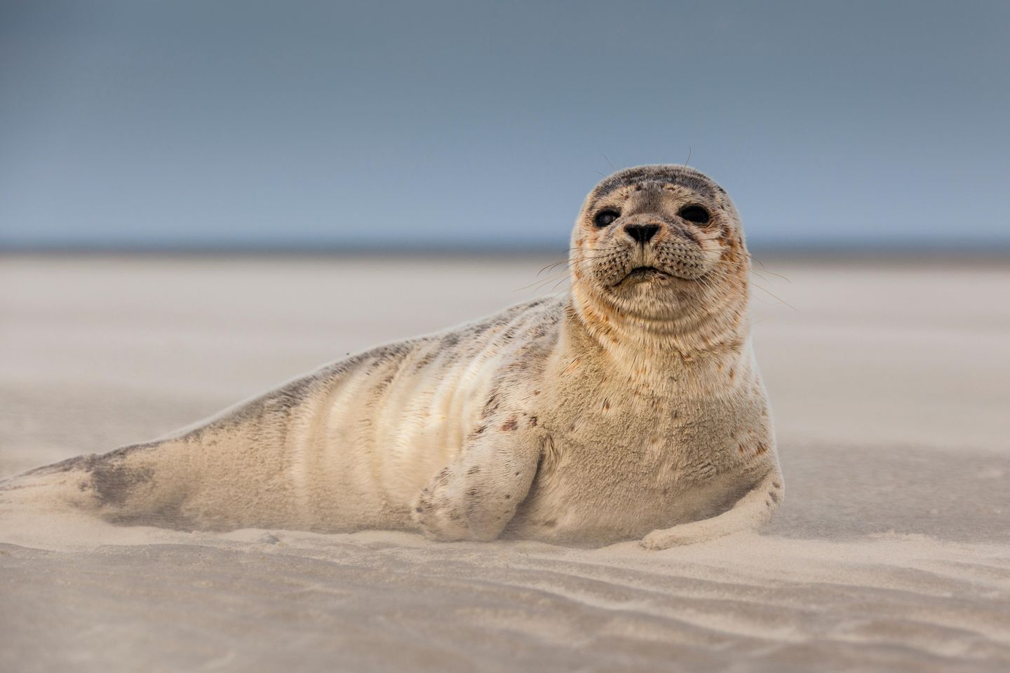 Seehund auf einer Sandbank im Wattenmeer bei Amrum