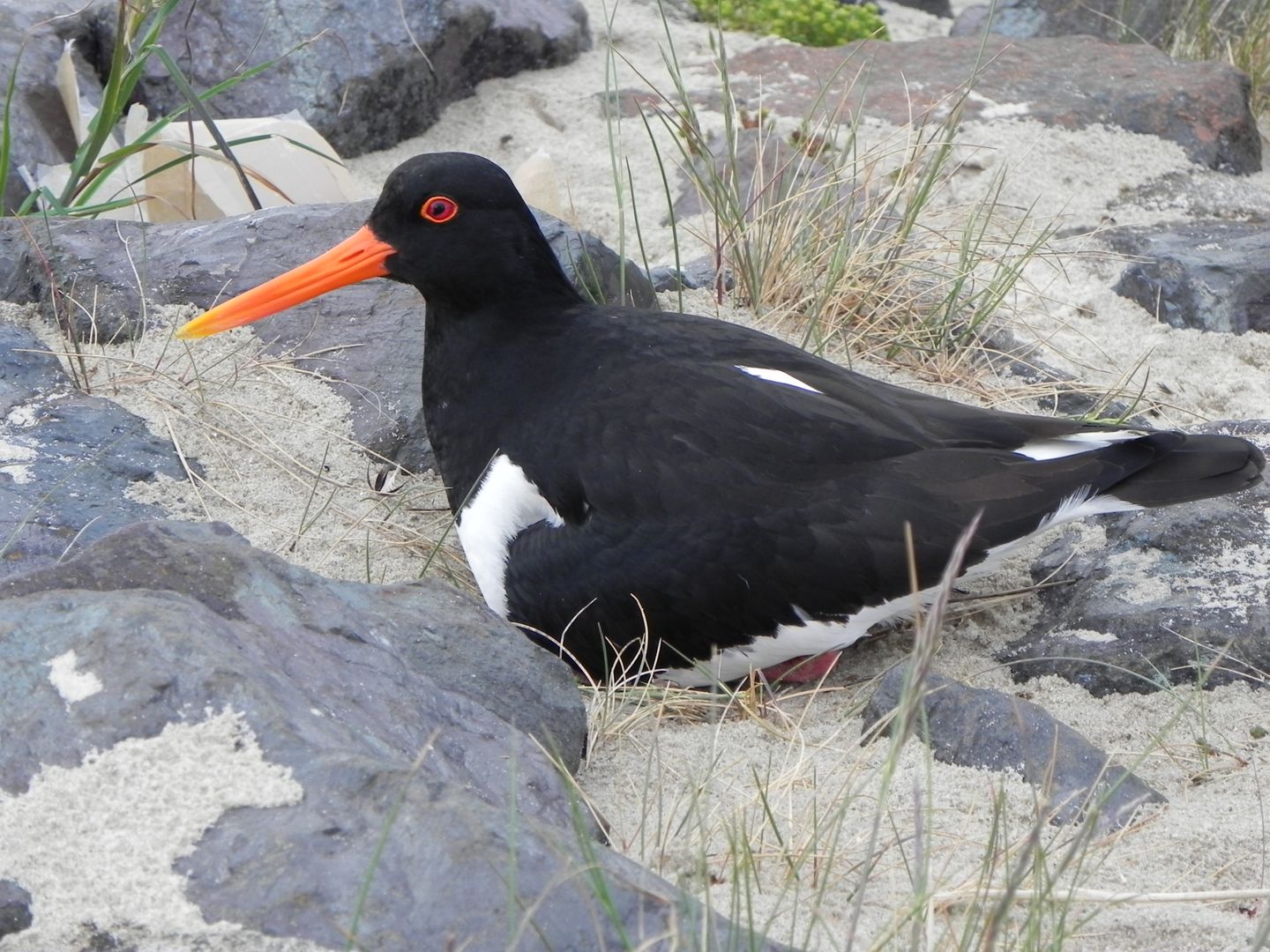 Austernfischer auf Amrum