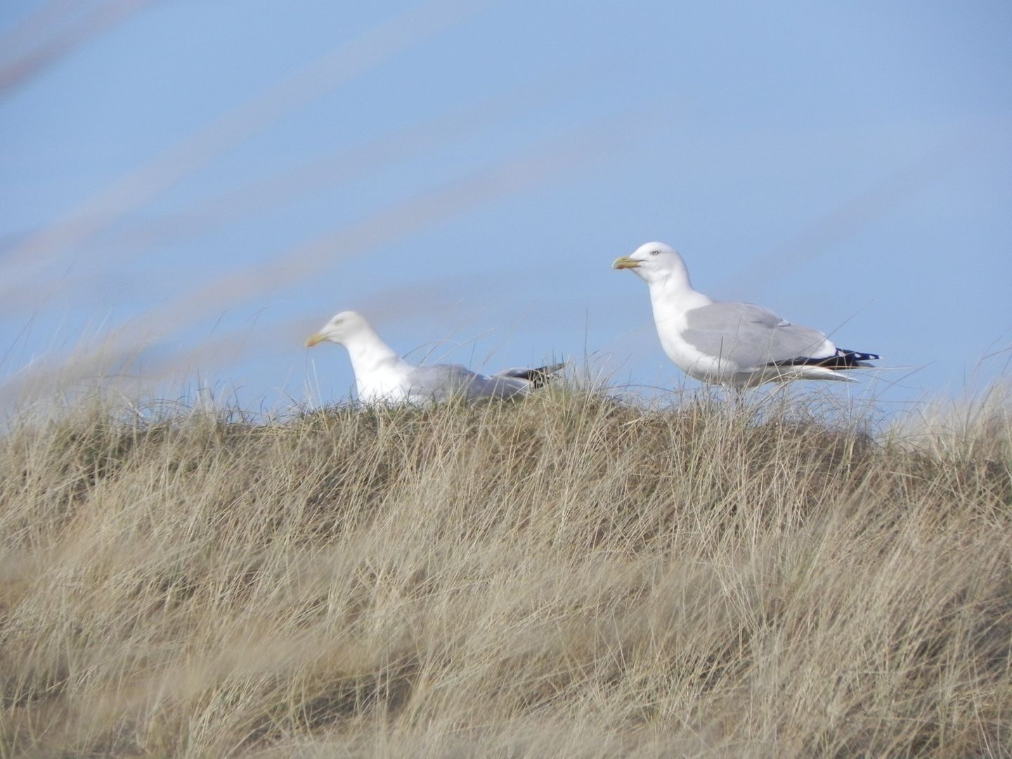 Silbermöwen in den Dünen von Amrum