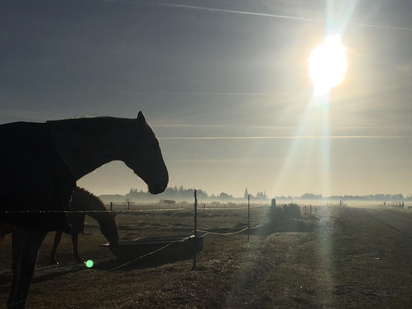 Pferde im Gegenlicht auf einer Koppel zwischen Nebel und Norddorf auf Amrum
