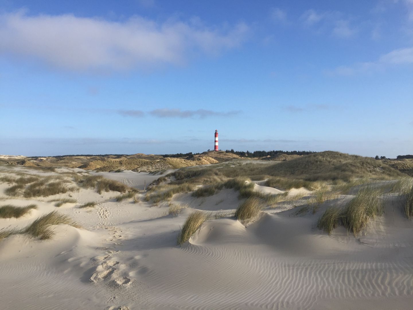 Der Leuchtturm der Nordseeinsel Amrum mitten in den weiten Dünen