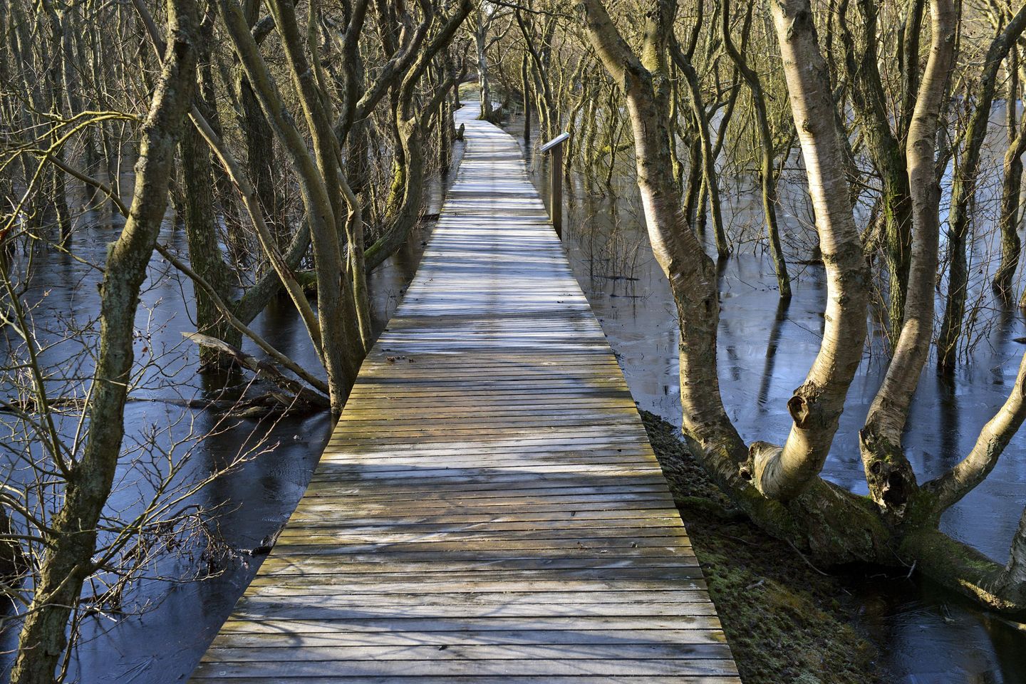 Wanderwege rund um die Amrumer Vogelkoje Meeram