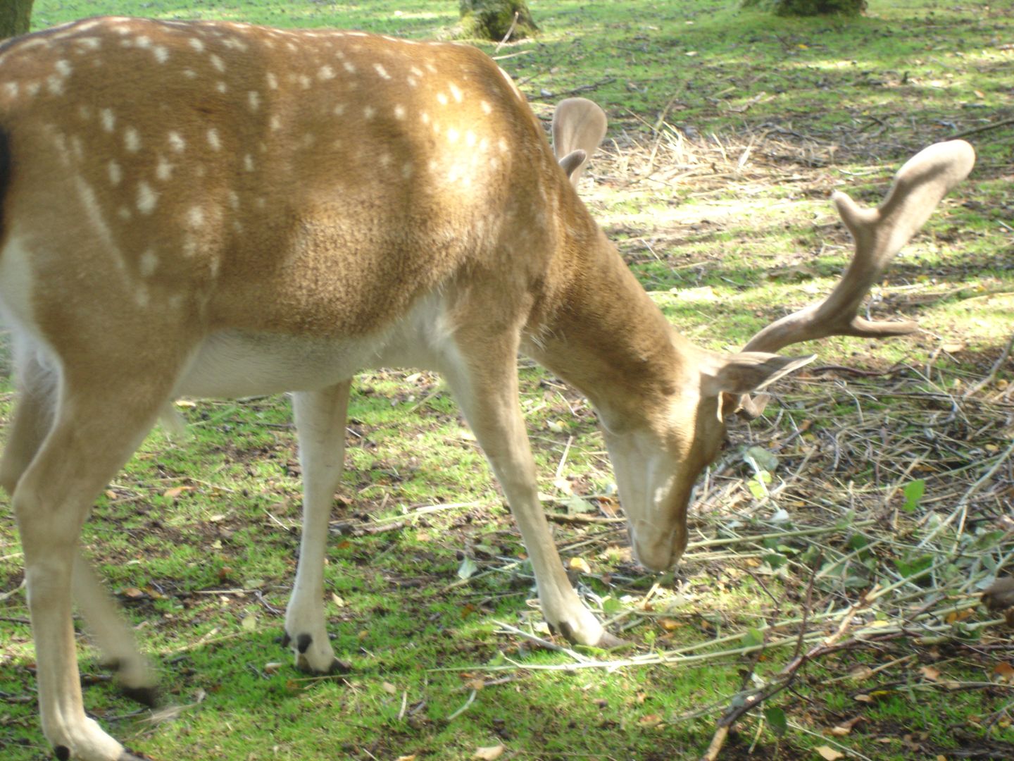 Damwild in der Amrumer Vogelkoje