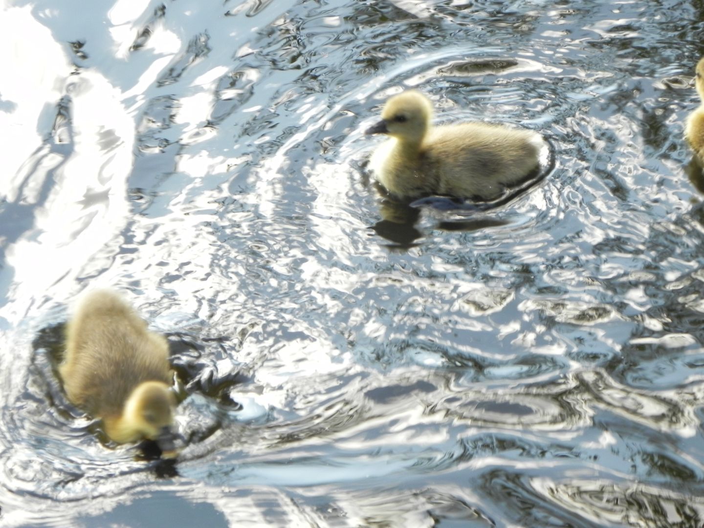 Kücken in der Amrumer Vogelkoje Meeram