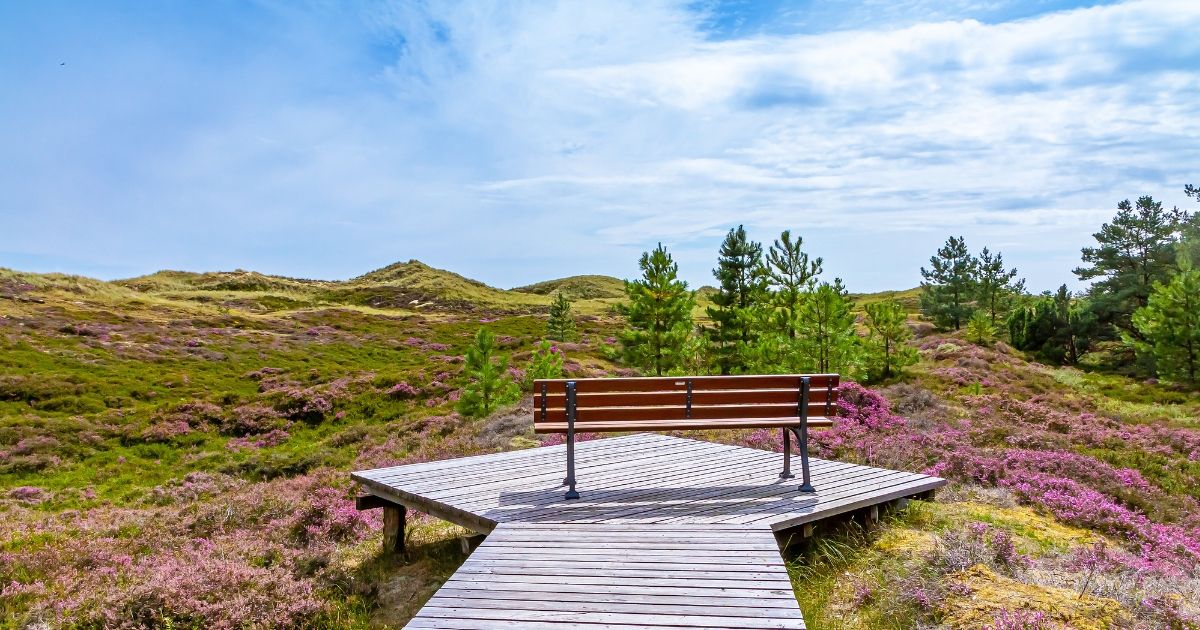 Heidefläche in den Dünen bei Süddorf auf Amrum