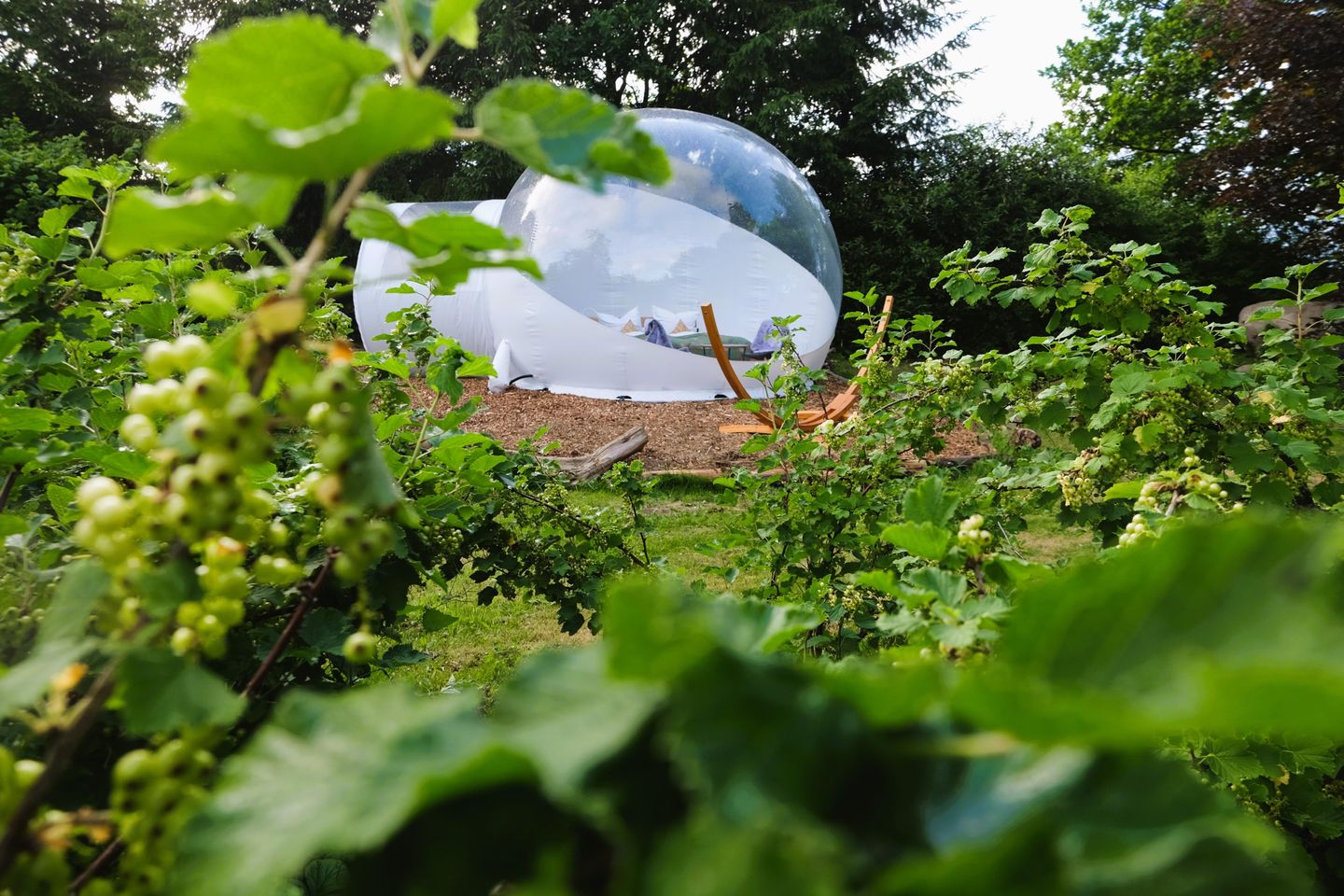  Bubbletent Sternennacht Hamburg Nord-Ost - 
