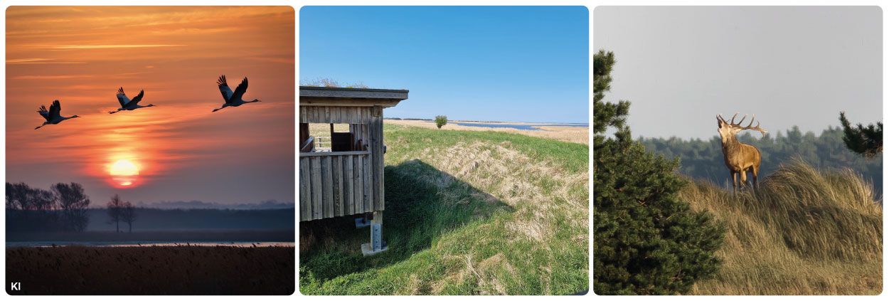 Pramort Zingst