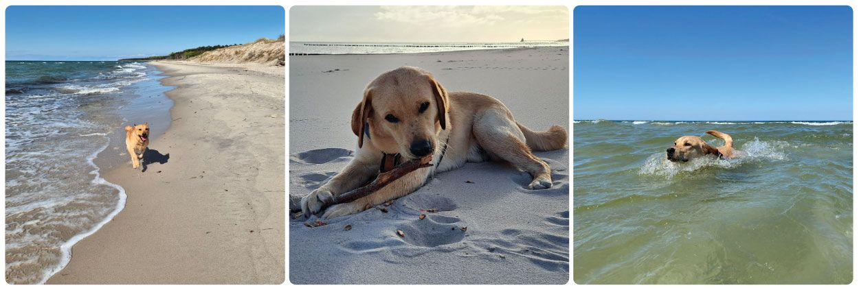 Mit Hund am Strand von Zingst