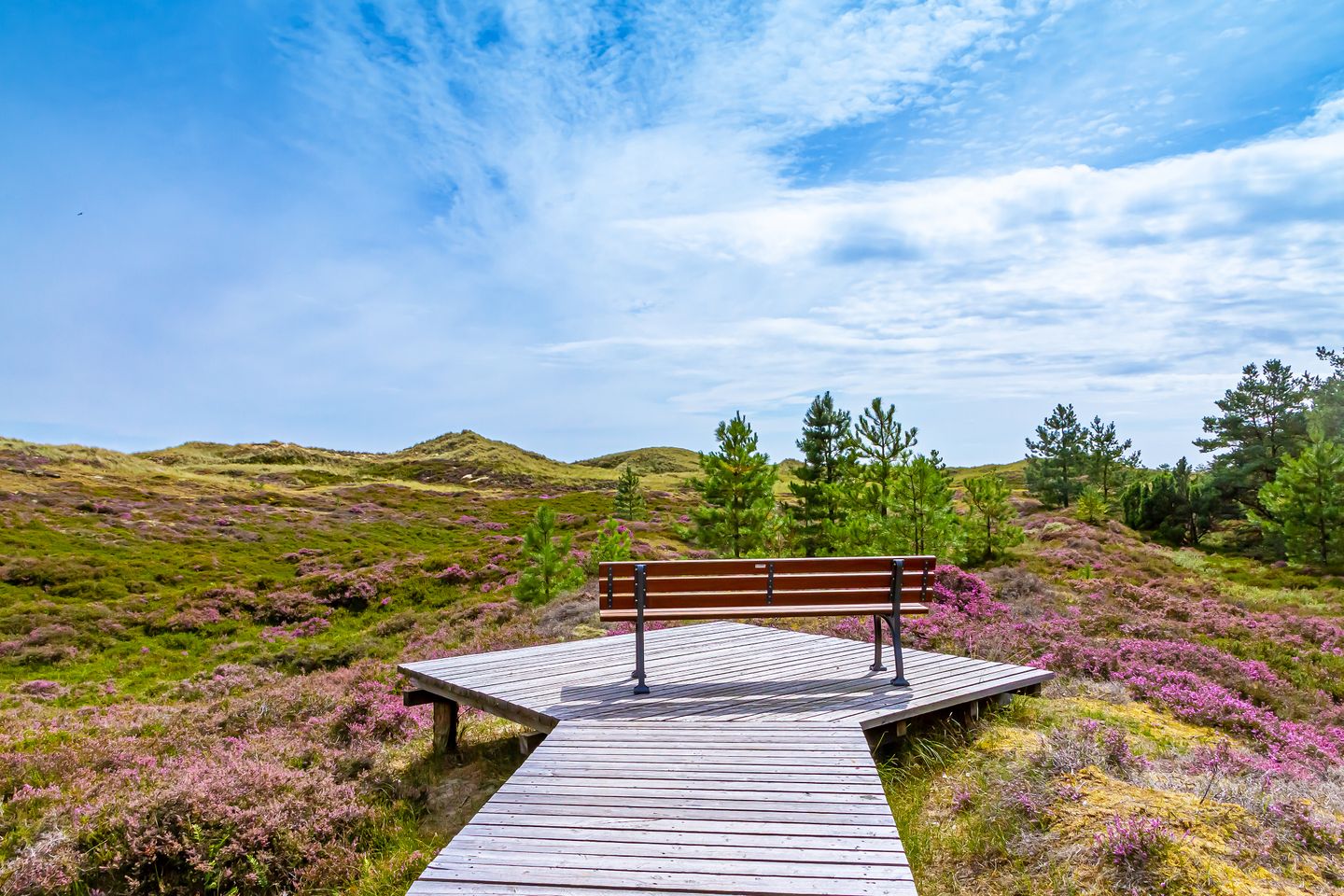 Heideblüte auf Amrum Bank mitten in der blühenden Heide