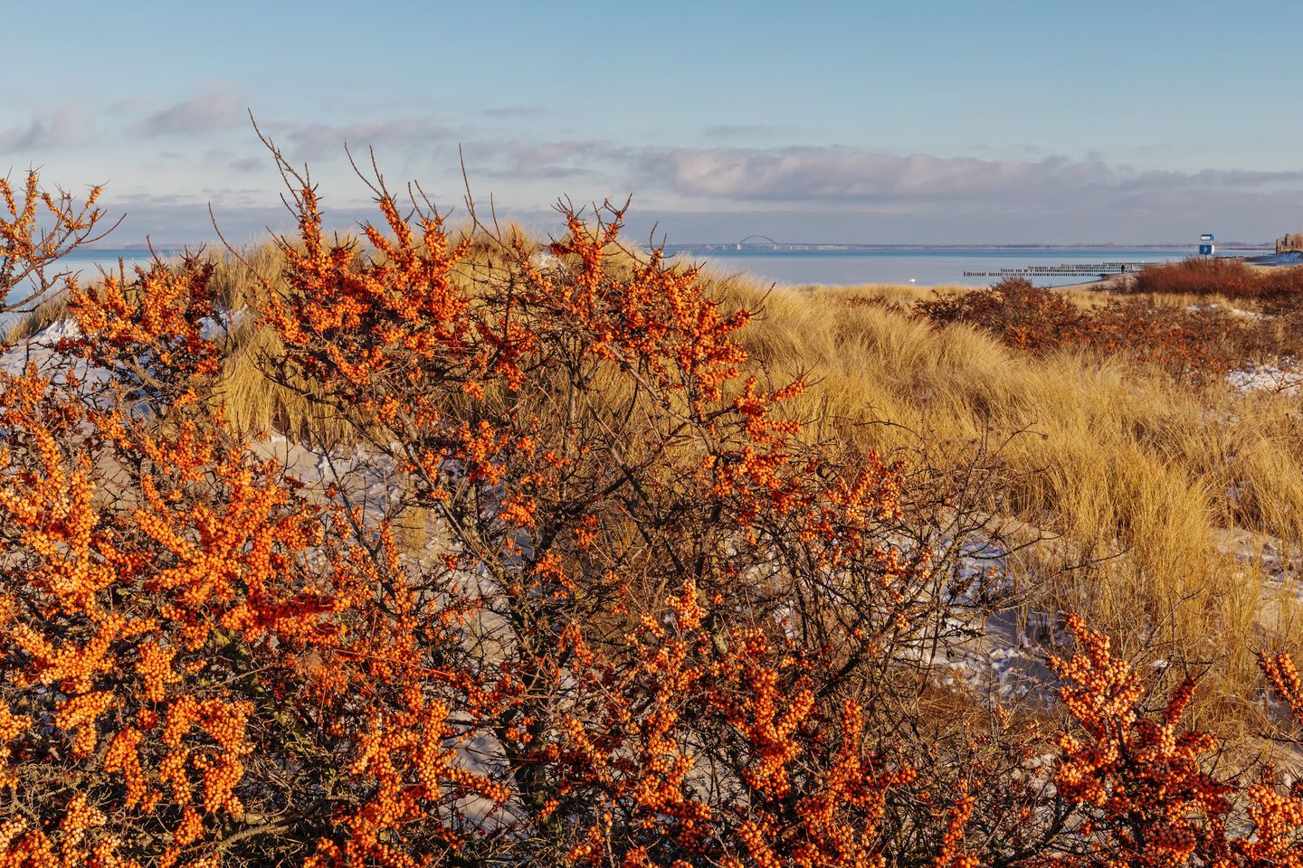 Sanddorn in den Amrumer Dünen