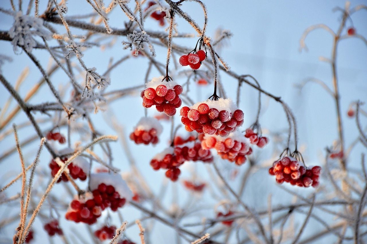schneebedeckte rote Beeren am Strauch
