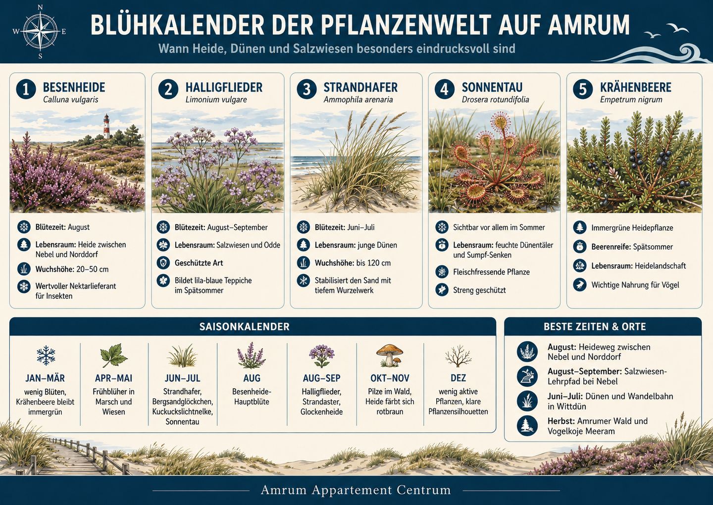 Blühkalender der Pflanzenwelt auf Amrum