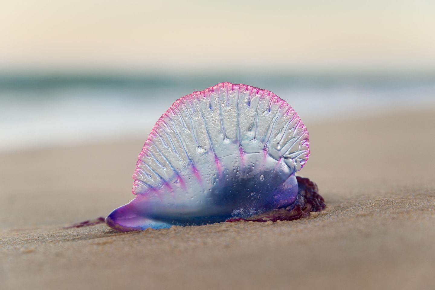 Segelquallen in der Nordsee: Was das für Amrum bedeutet