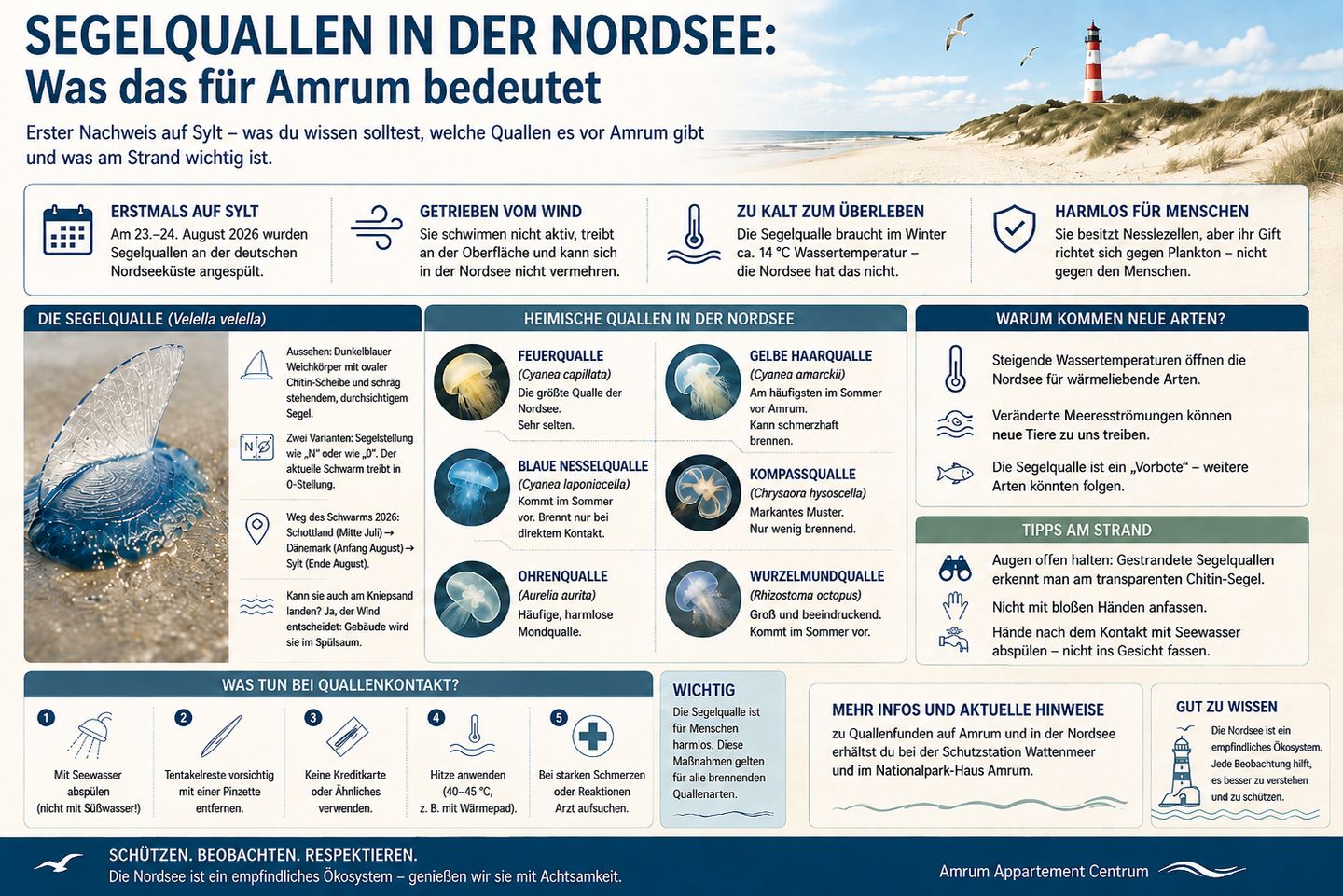 Welche Quallen dich vor Amrum tatsächlich erwarten