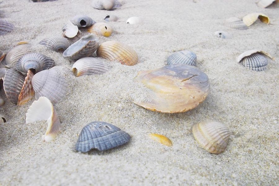 Muscheln und Schneckenhäuser in einer Vitrine des Muschel-Museums Wremen