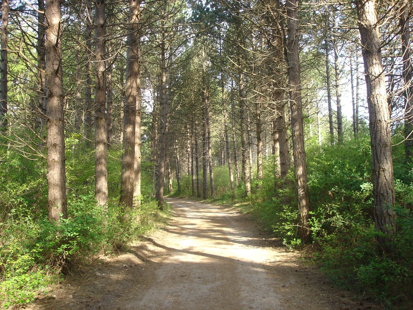 Der Amrumer Wald: Waldreichste Insel der Nordseeküste