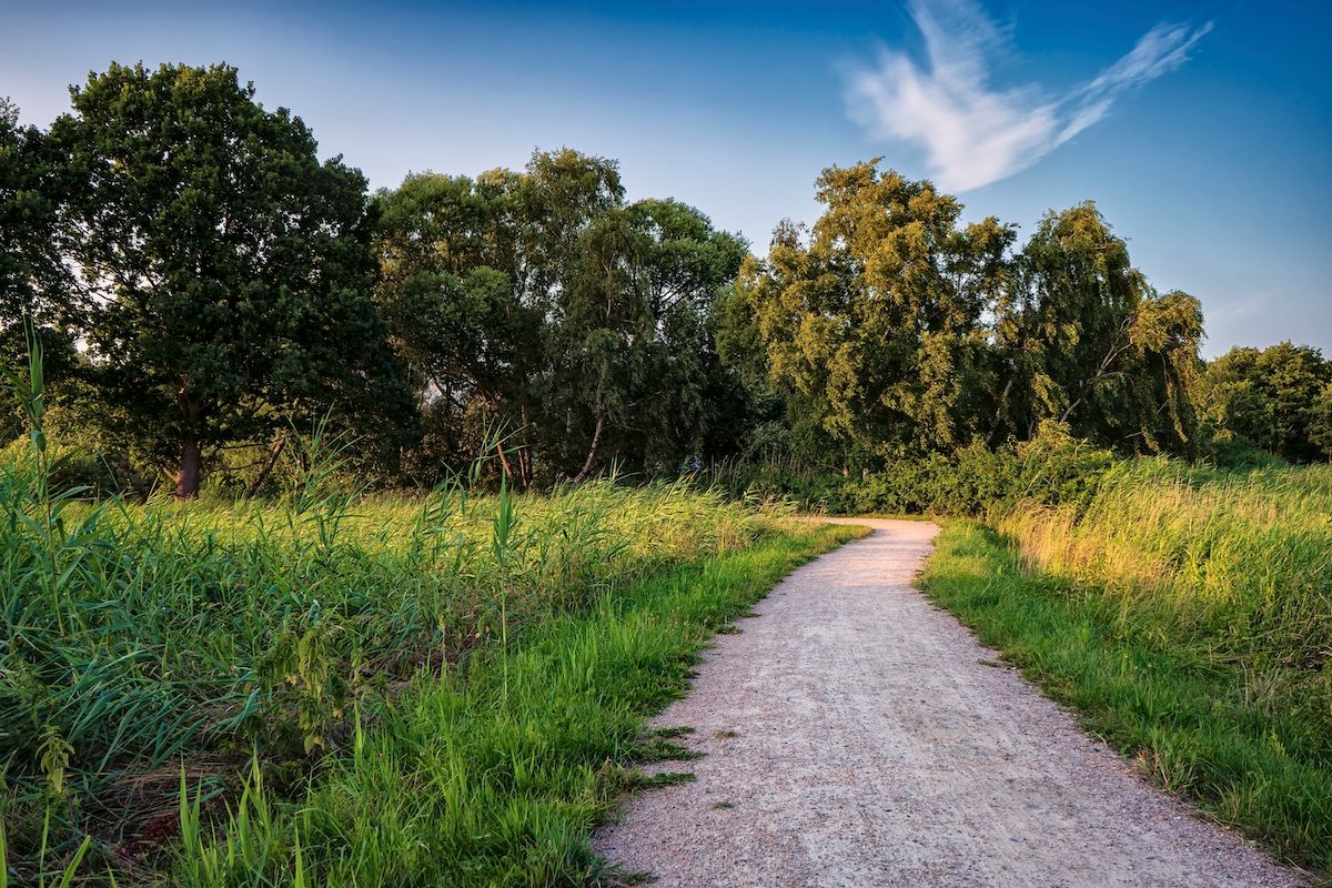 Fahrradweg am Bodden - sandiger Weg am Schilfrand entlang