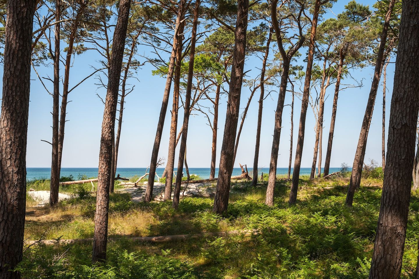 Kiefernbäume, im Hintergrund die Ostsee am Weststrand und blauer Himmel