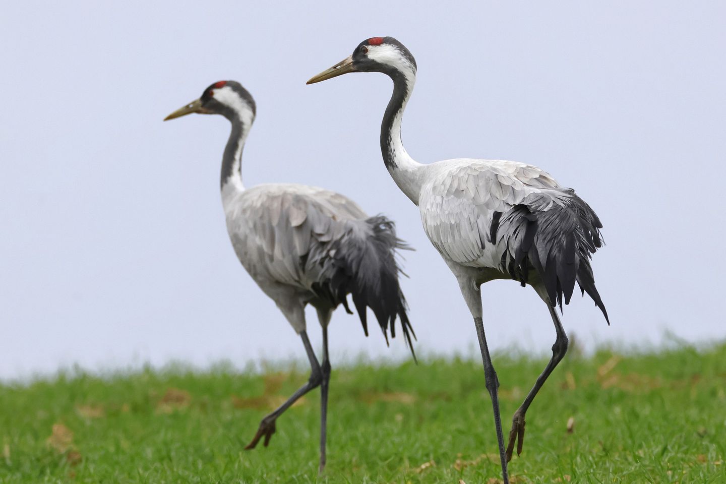 zwei Kraniche auf der Wiese