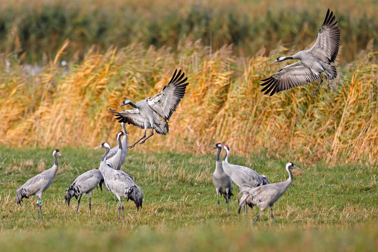 Kranichgruppe auf der Wiese, einige Vögel sind im Landeanflug
