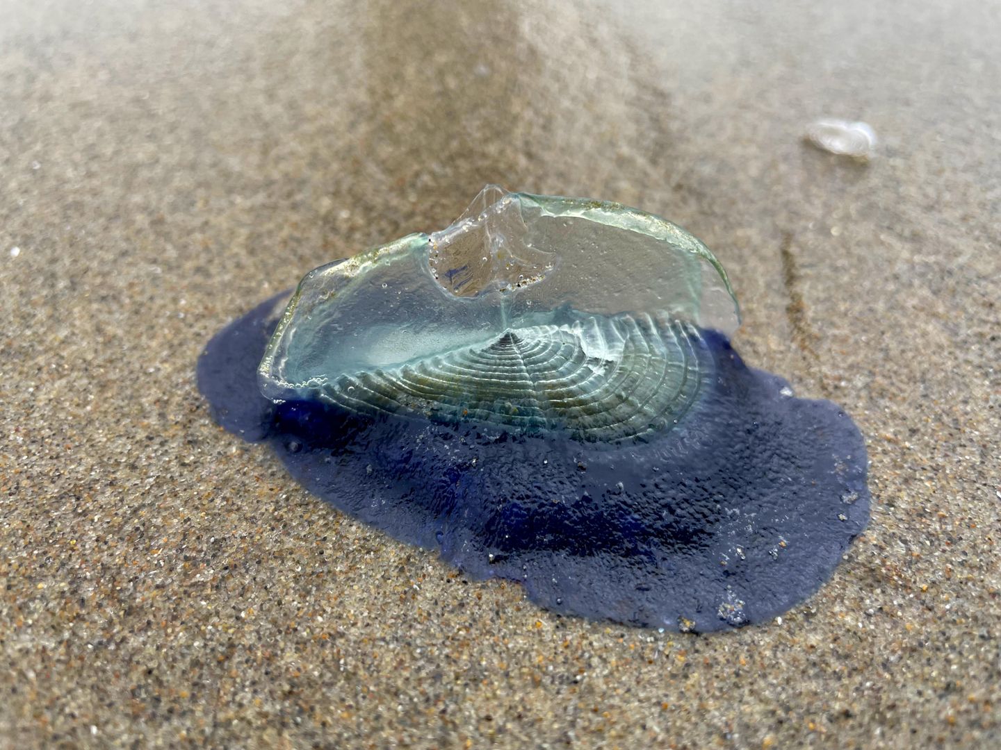 Segelquallen in der Nordsee: Was das für Amrum bedeutet