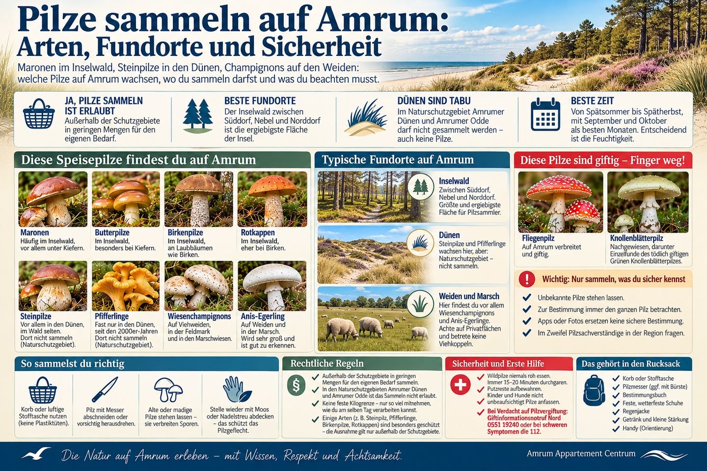 Infografik Pilze auf Amrum