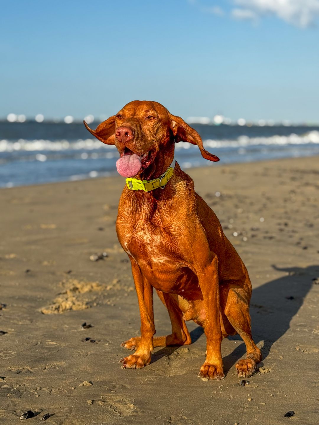 Unser Sonnenplätzchen-Hund Pluto am Strand von Breskens