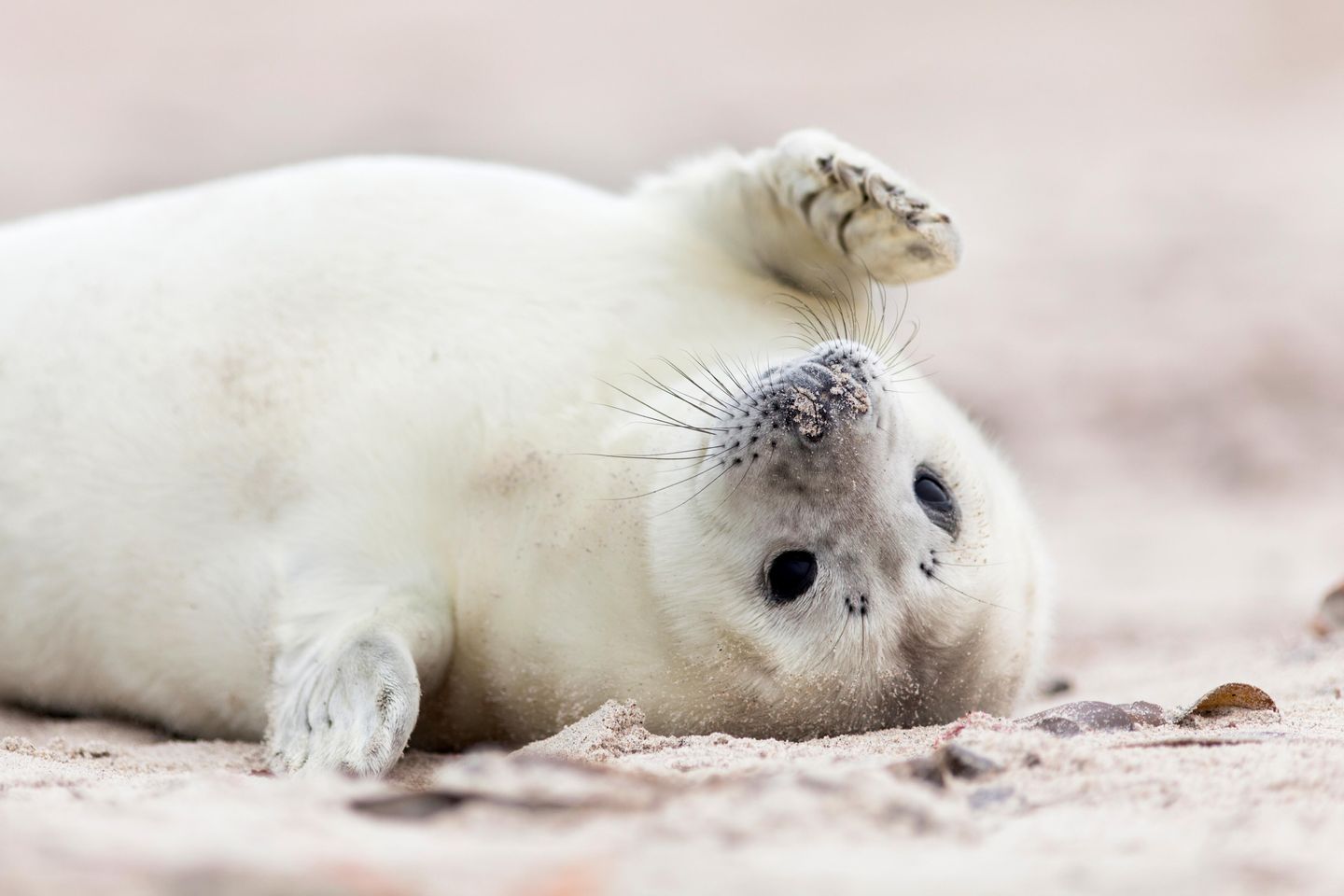 Heuler auf Amrum: Richtig handeln bei jungen Seehunden