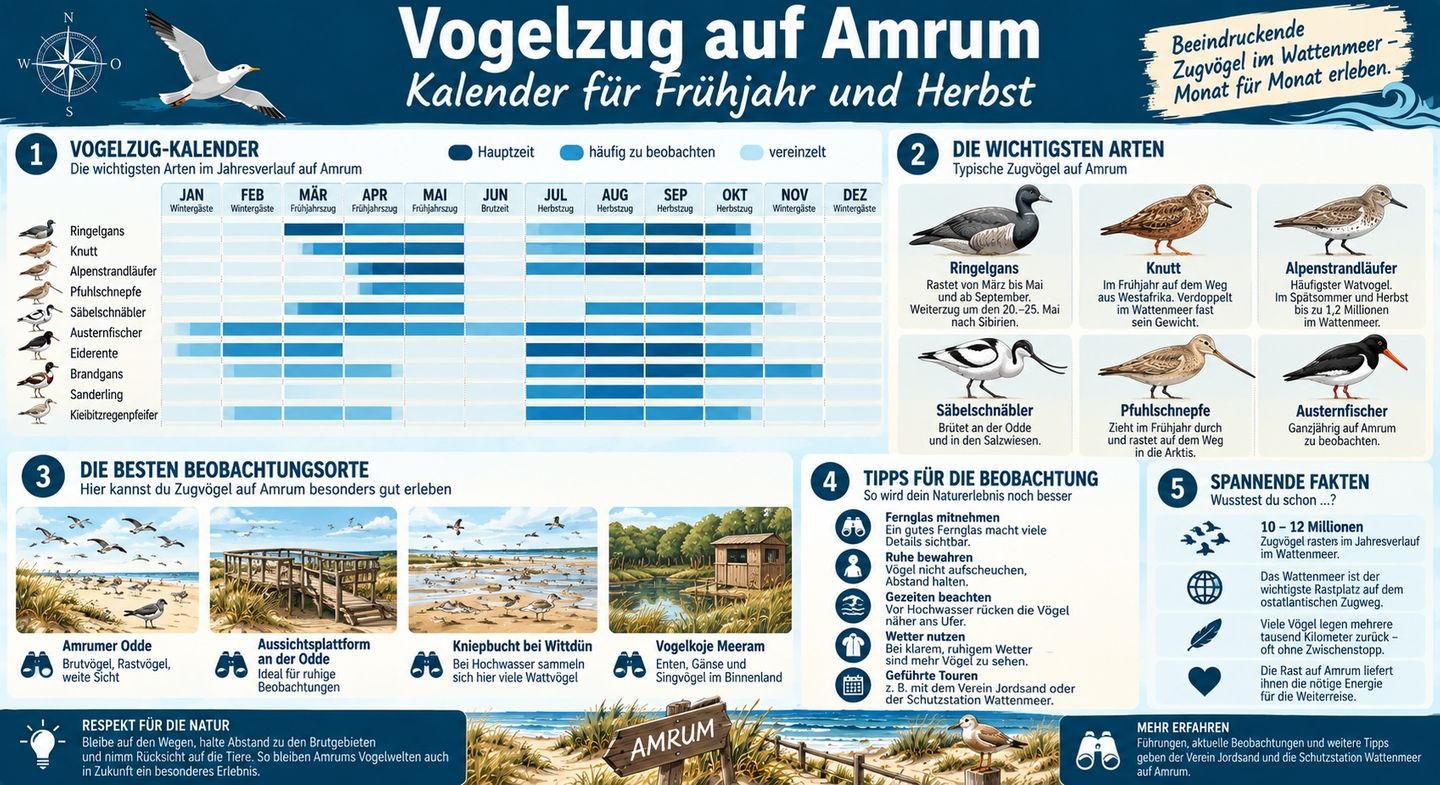 Vogelzug auf Amrum Infografik