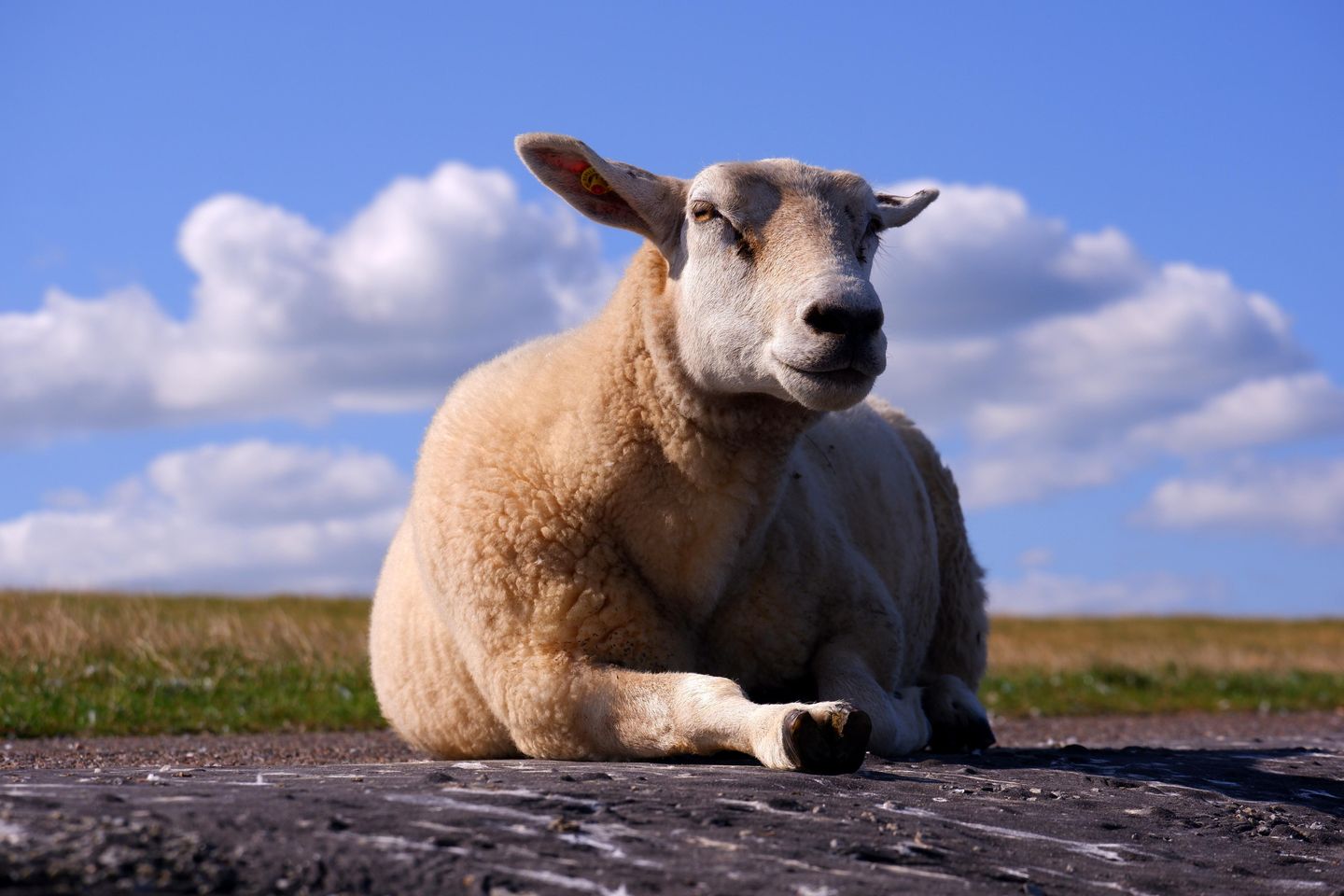 Schaf auf dem Teerdeich in Norddorf auf Amrum