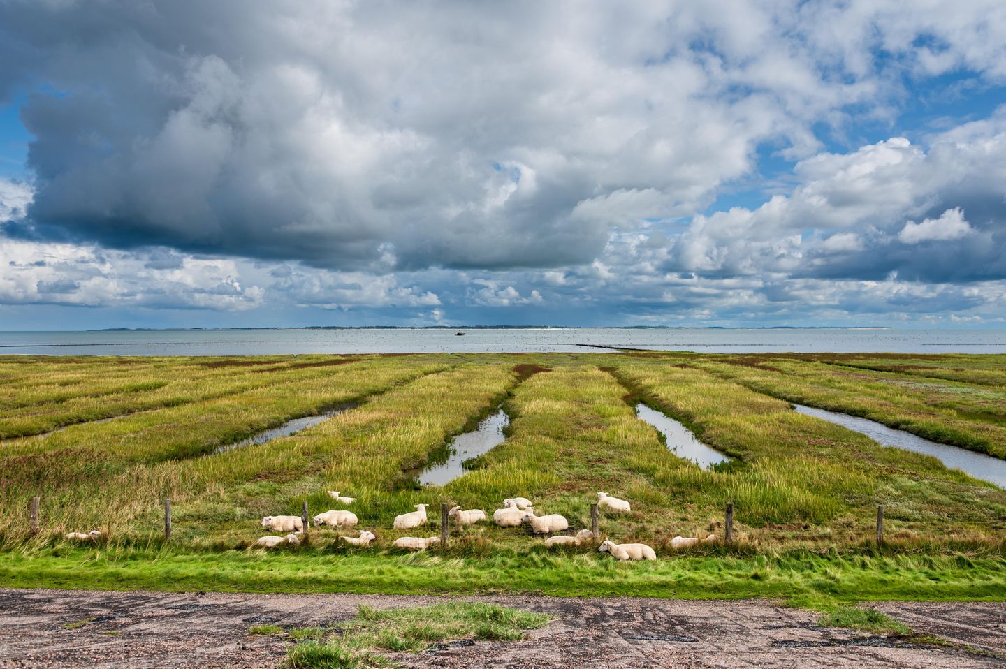 Schafe auf Amrum