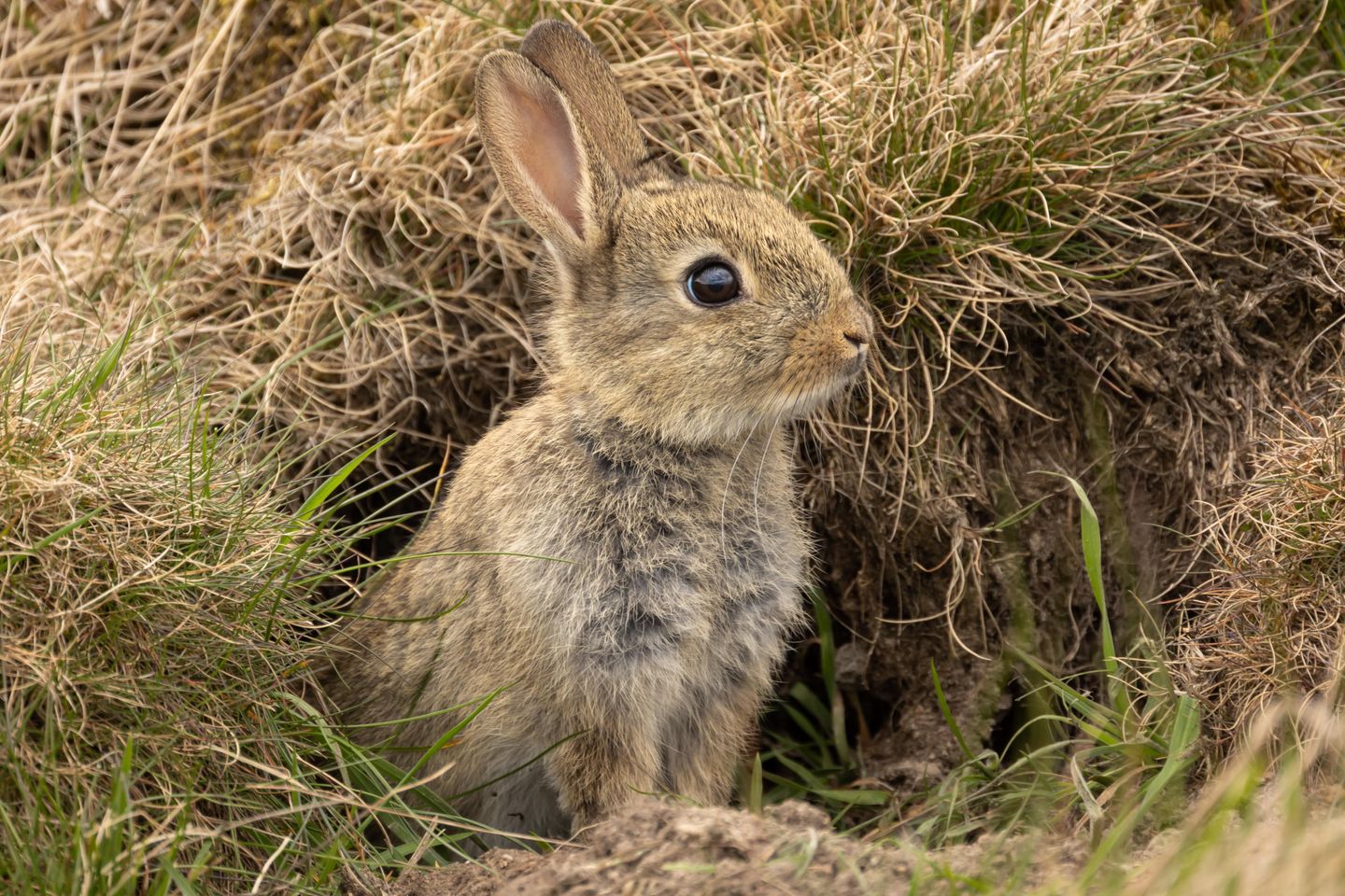 Kanninchen auf Amrum