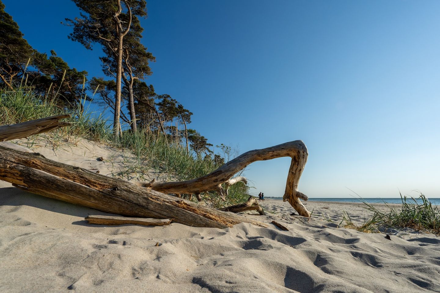 blauer Himmel, weißer Strand, Kiefern, Strandgut am Strand - Weststrand am Darß