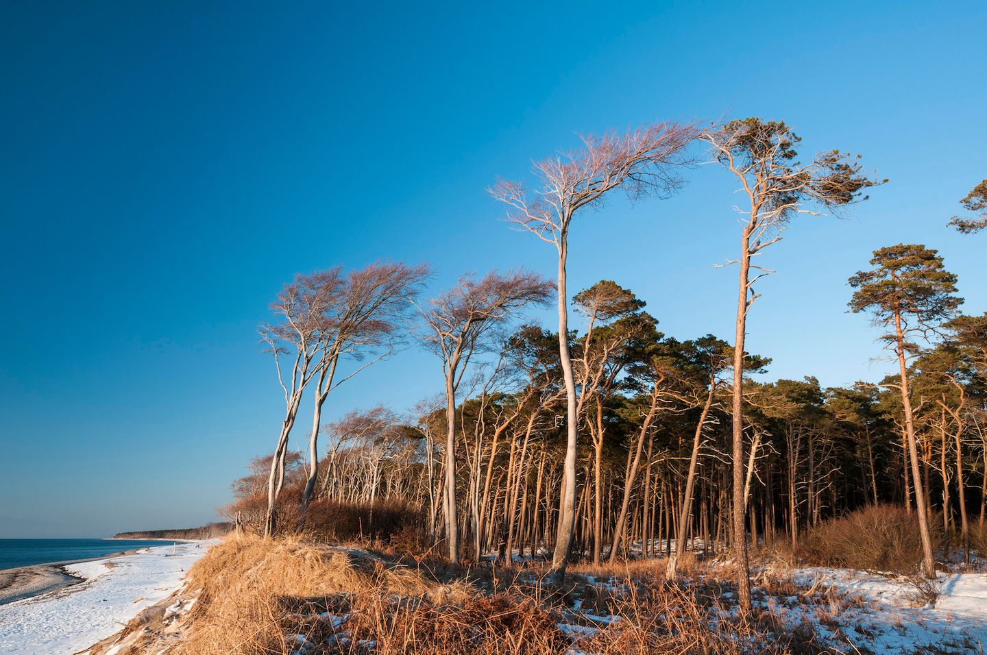 blauer Himmel, windschiefer Kiefern - Windflüchter - am Strand, weißer Sandstrand, Blick auf die Ostsee