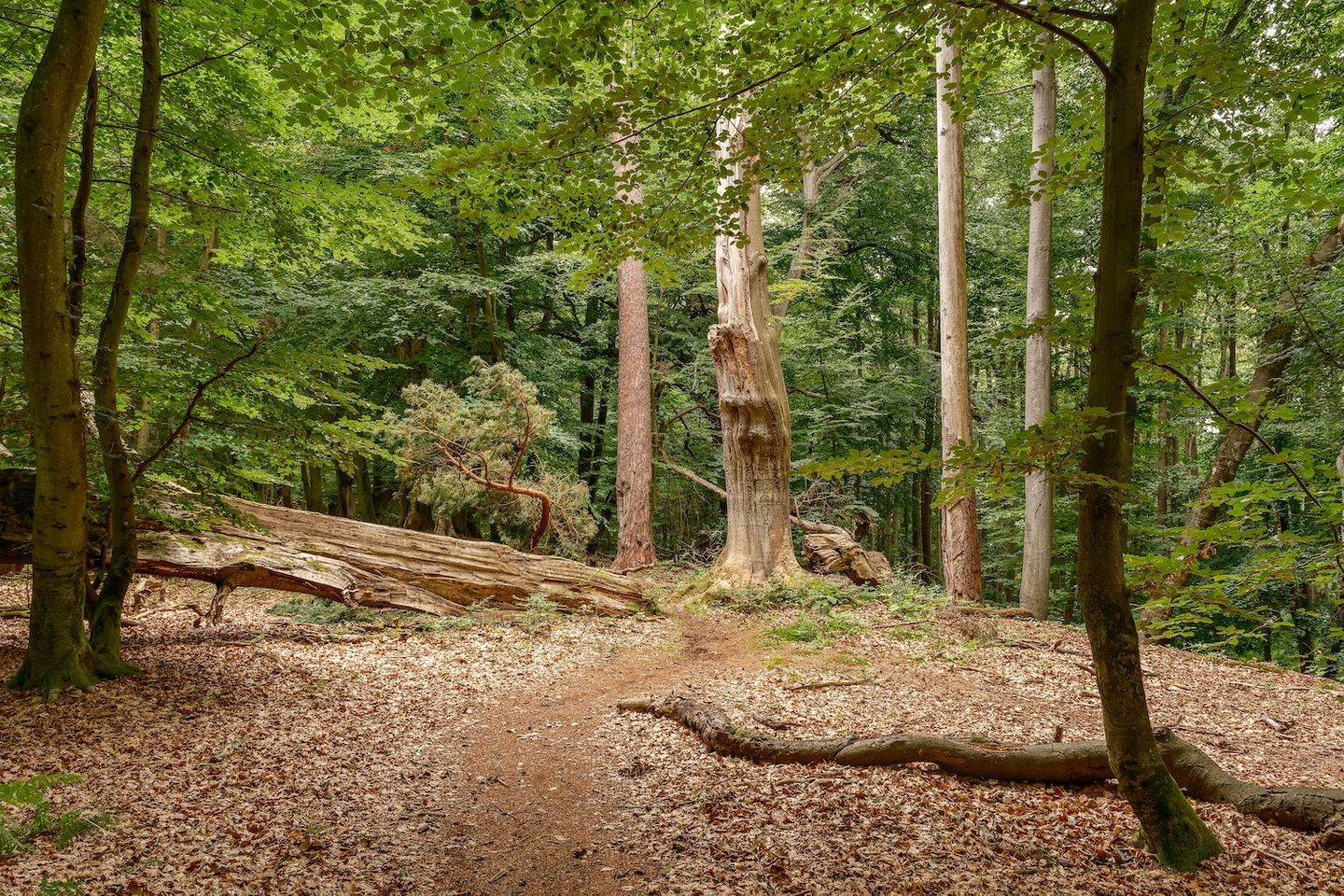 Darßwald im Herbst mit braunem Laub auf dem Waldboden, grünen Kiefern