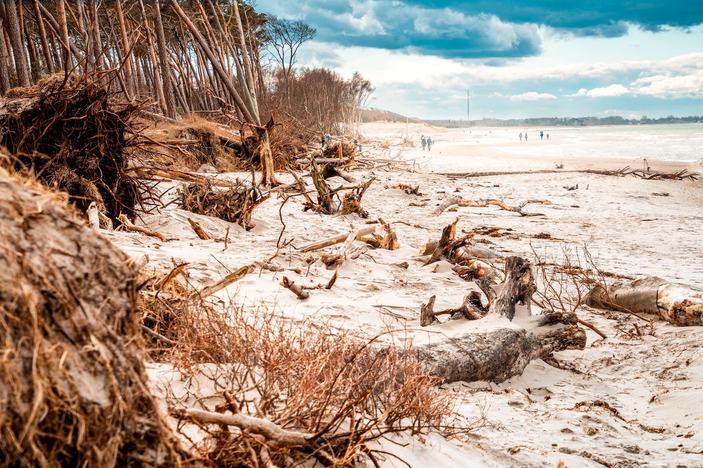 Weststrand im Winter, braune Gehölze, leicht wehender Sand über dem Strand, Menschen am Strand