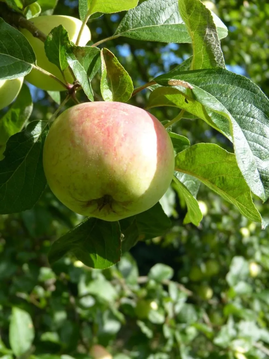 Haus Troeltsch Ferienwohnung „Bi Elschen" Nebel auf Amrum - Apfelbaum im Garten der Ferienwohnung Bi Elschen in Nebel auf Amrum