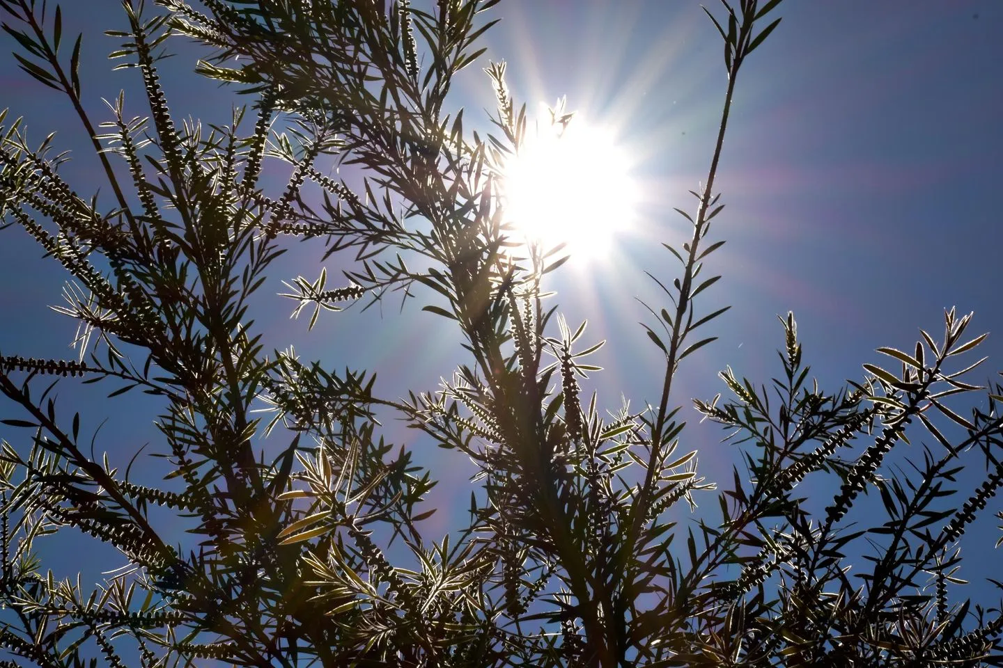  Pantokratora's Aghios Mattaios - Garten
