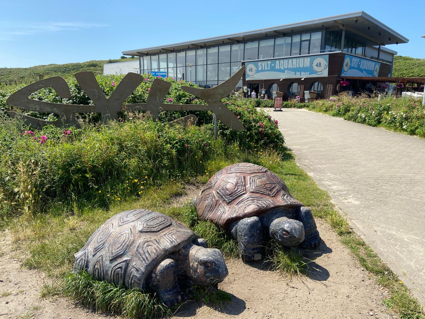 Schildkröten vor dem Sylt-Aquarium