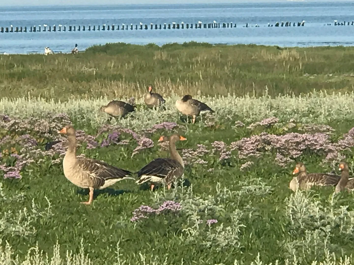Haus *Weiße Düne* Ferienwohnung *Weiße Düne 3 / OceanView* Wittdün auf Amrum - Gänse bei Norddorf