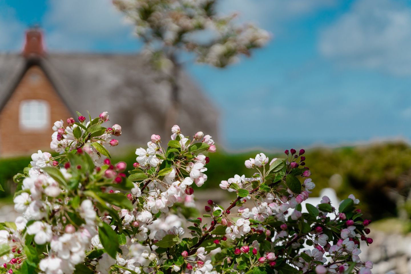 Litzkow 13003 Morsum -