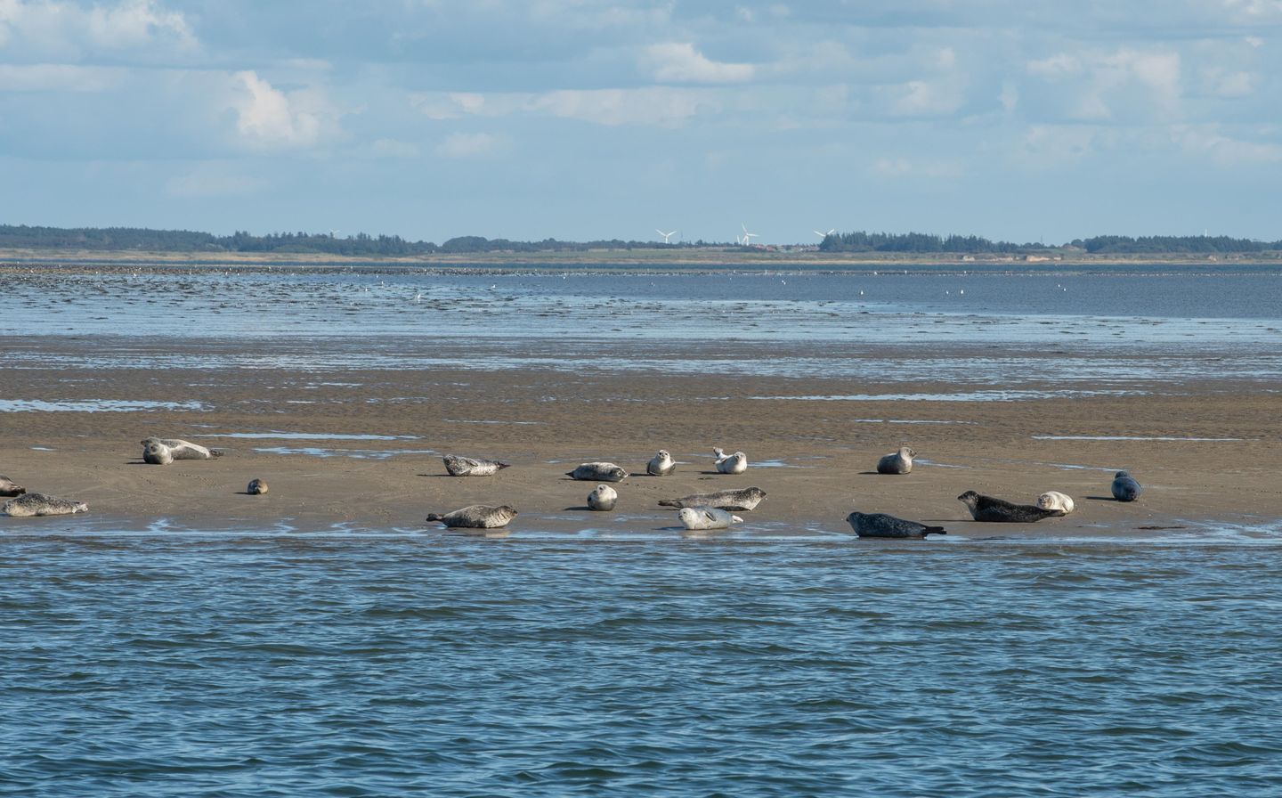 Seehunde auf der Seehundbank nördlich des Lister Ellenbogens