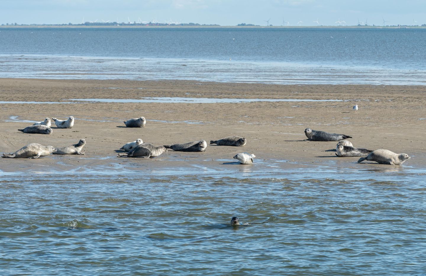 neugierige Seehunde auf der Sandbank und im Wasser