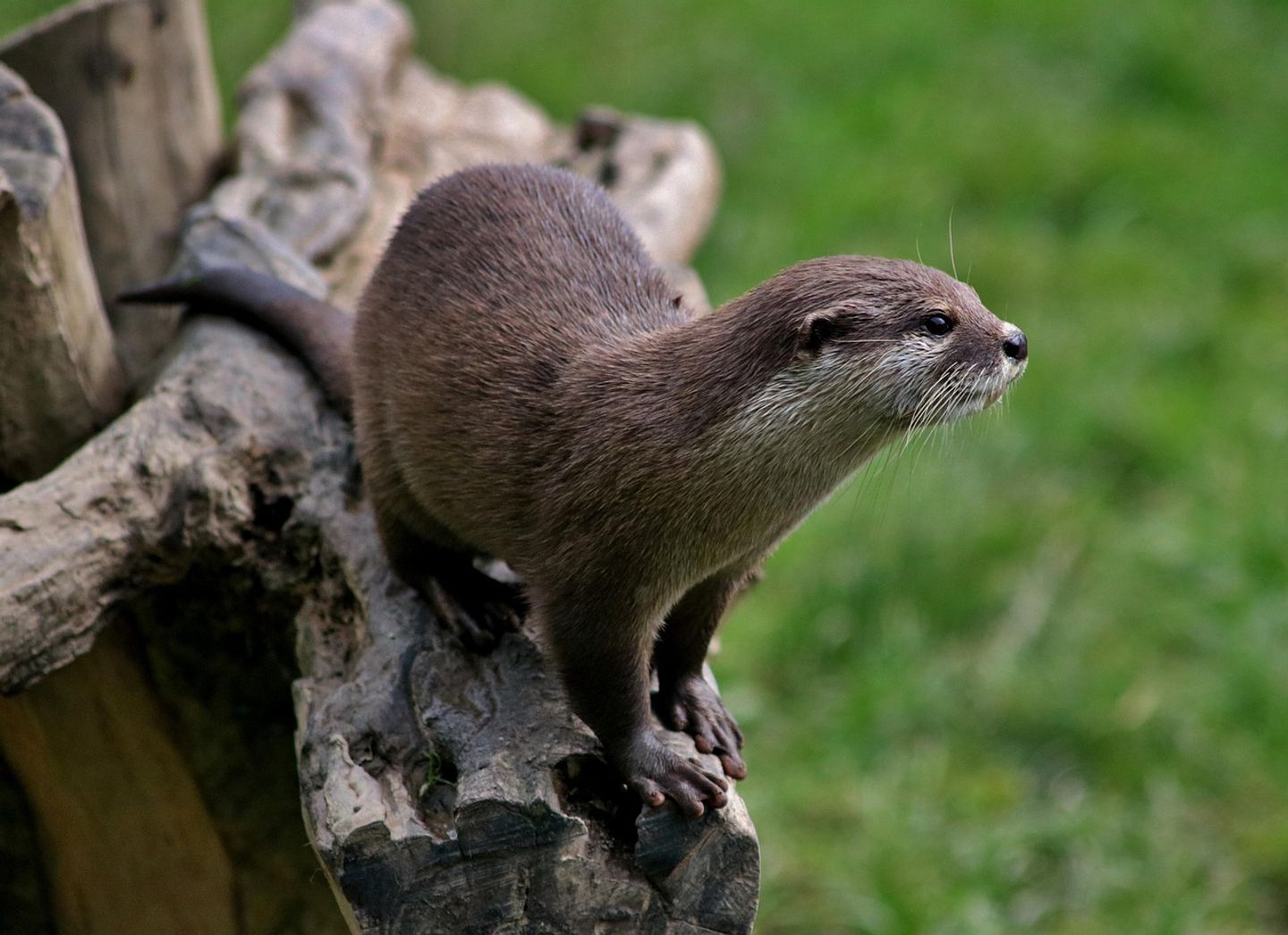 Tiergehege im bewaldeten Tierpark Wolgast