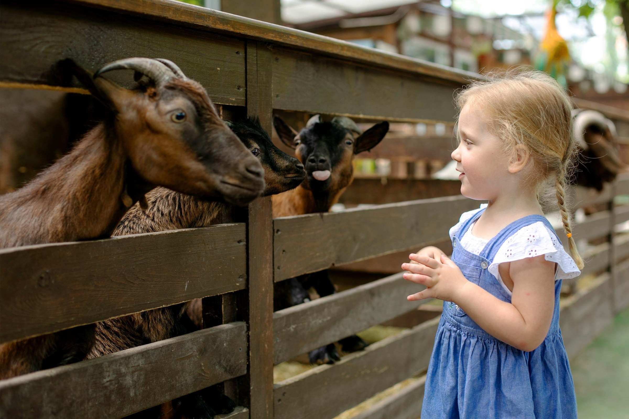 Kind füttert Ziegen